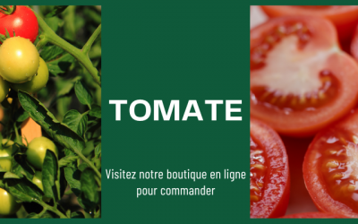 Vente tomate direct producteur à Perpignan